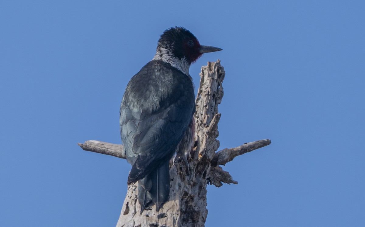 Carpintero de Lewis - ML644294669