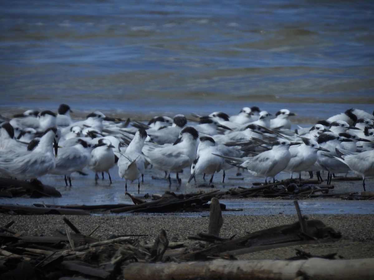 Kara Gagalı Sumru - ML644294672