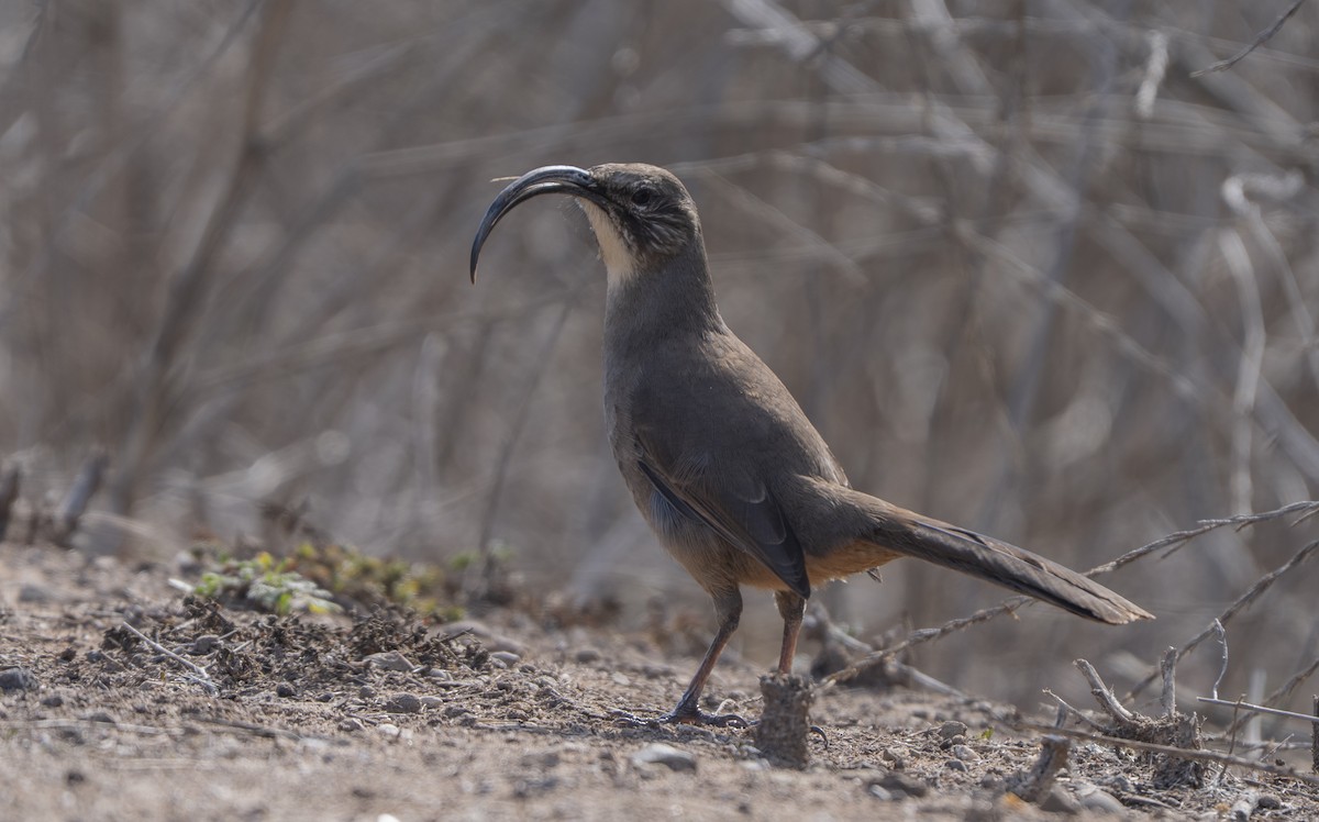 Cuitlacoche Californiano - ML644294677