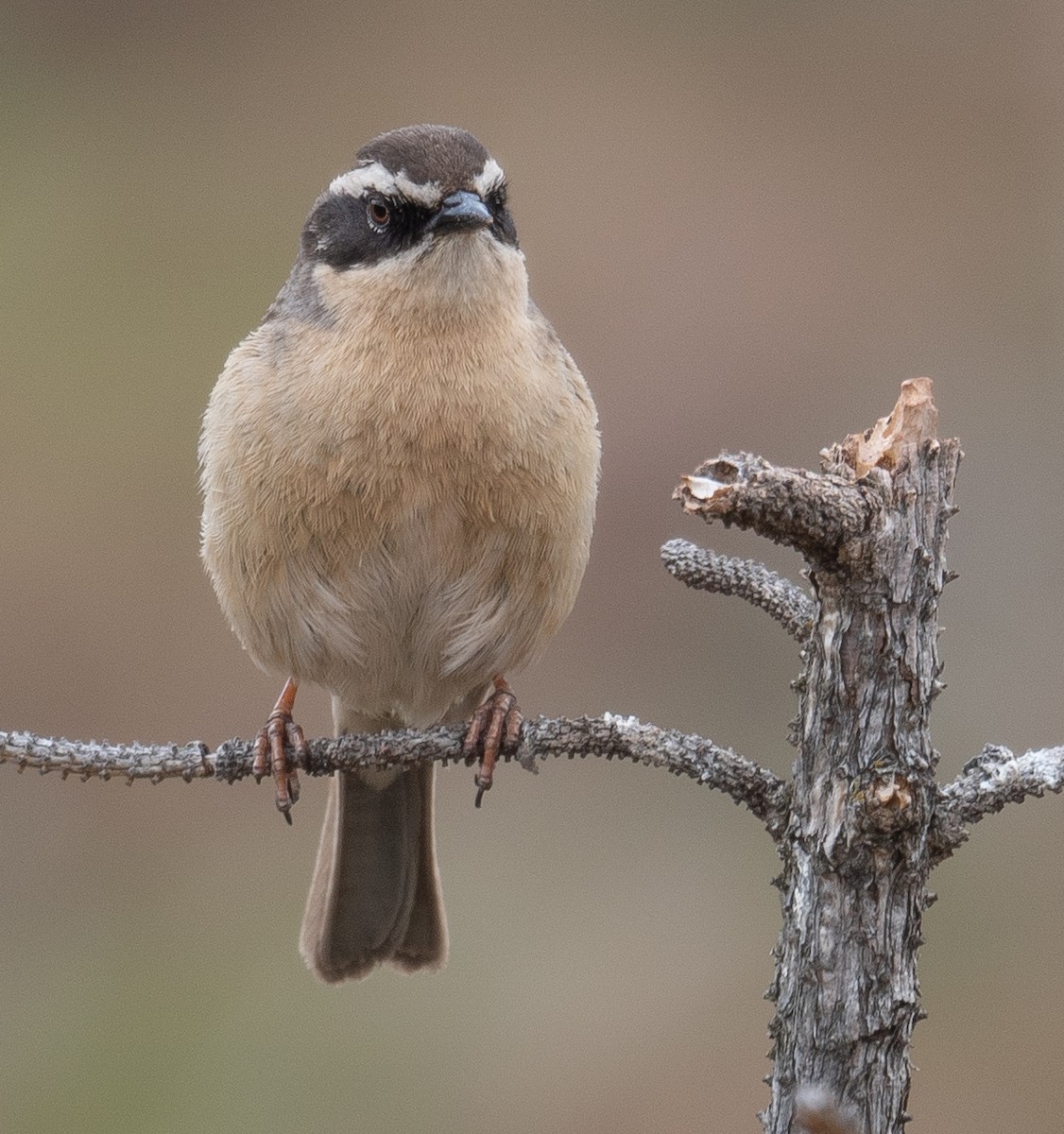 pěvuška hnědavá - ML644294699