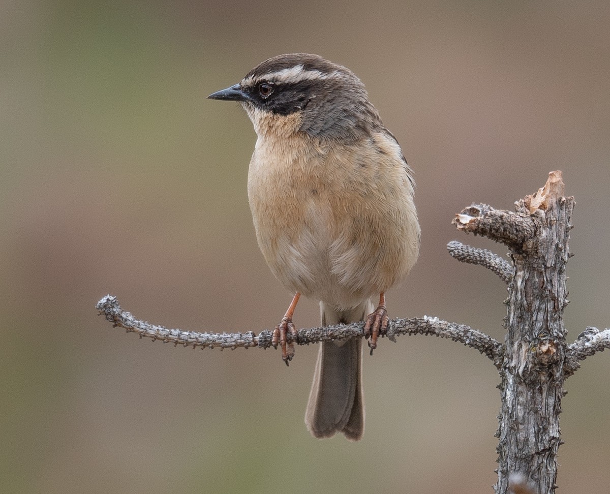 pěvuška hnědavá - ML644294700