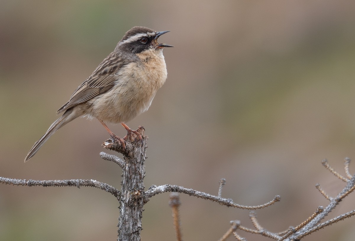 pěvuška hnědavá - ML644294703