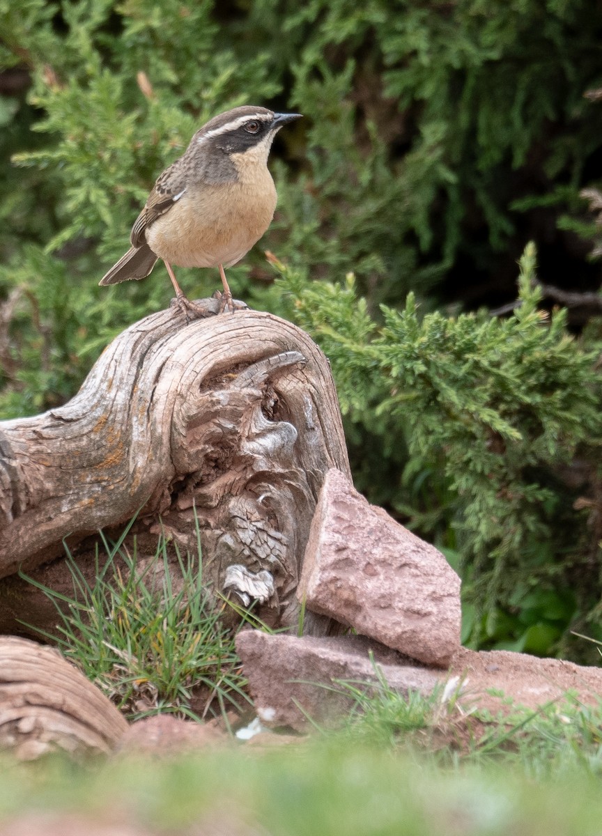 pěvuška hnědavá - ML644294704