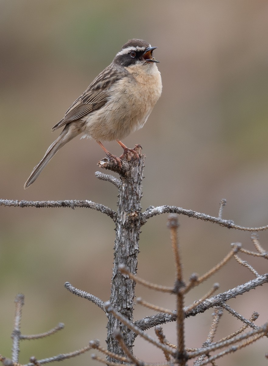 pěvuška hnědavá - ML644294706