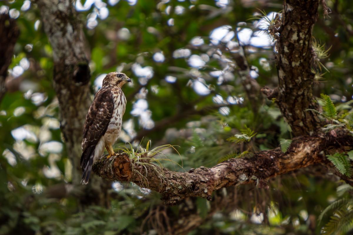 Broad-winged Hawk - ML644294708