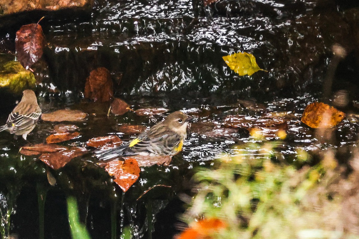 Yellow-rumped Warbler - ML644294709