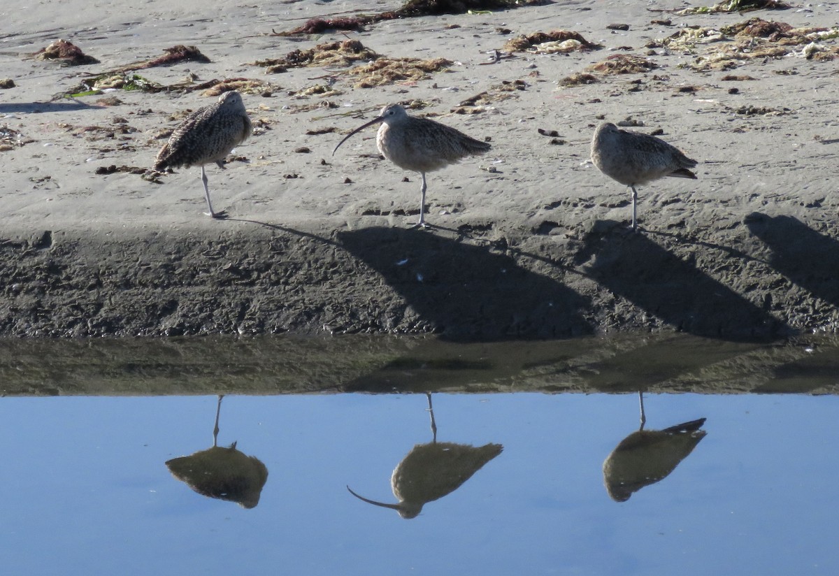 Long-billed Curlew - ML644294719