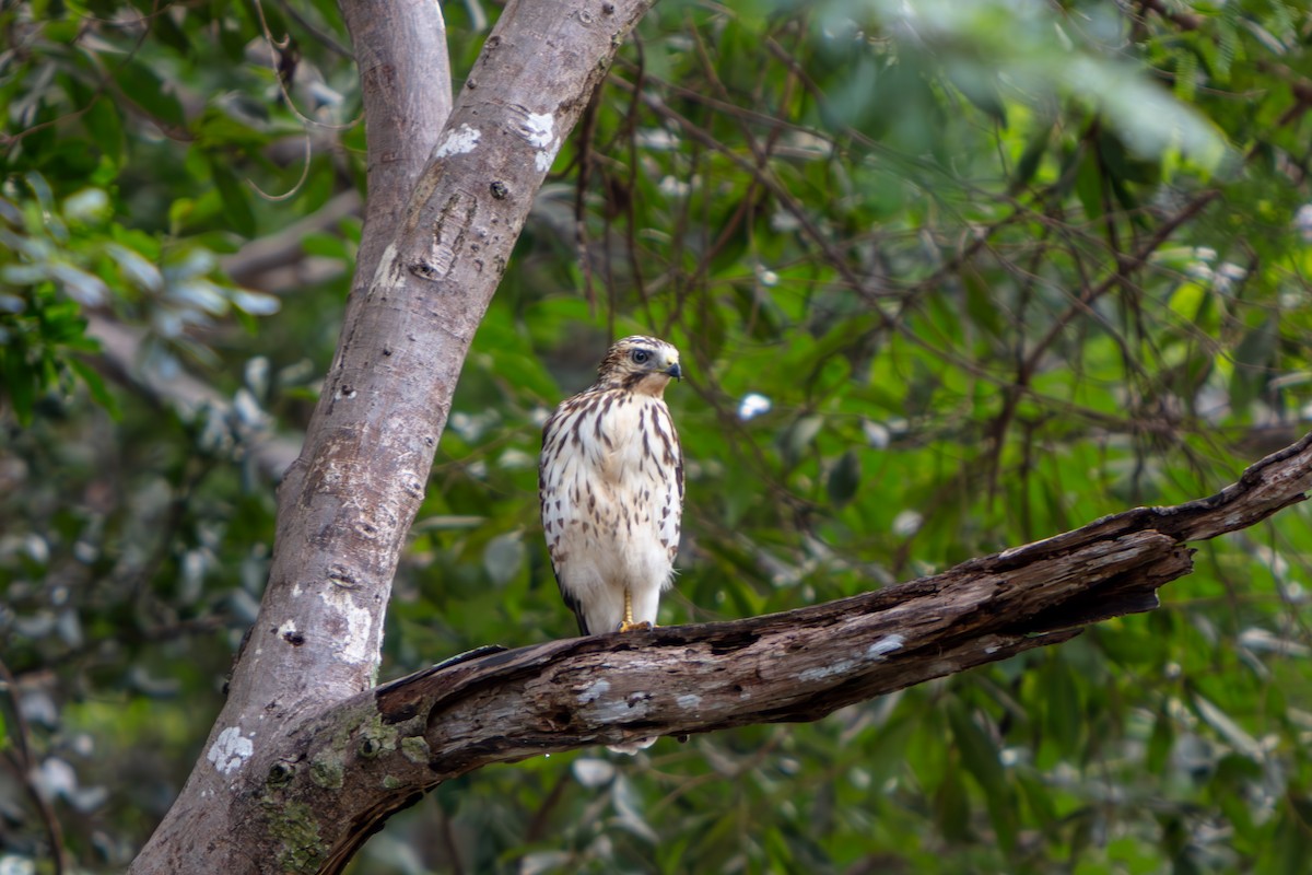 Broad-winged Hawk - ML644294722