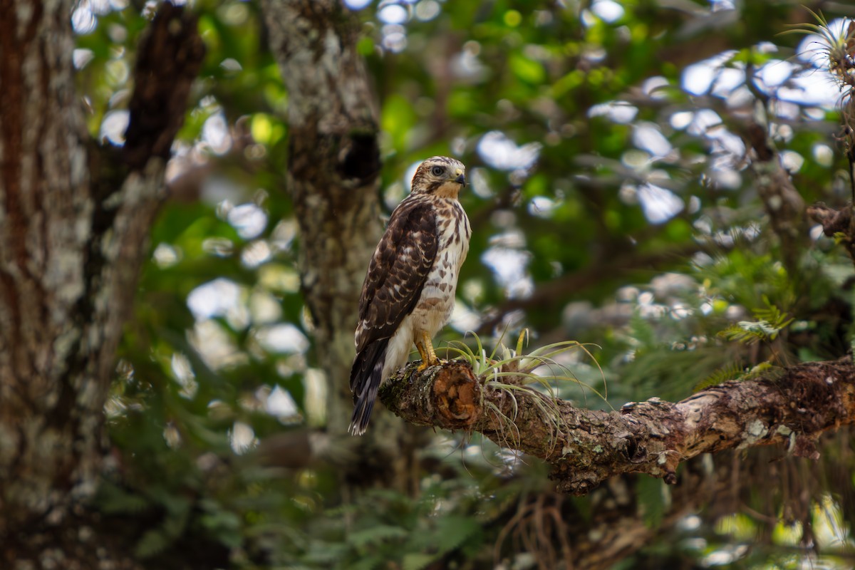 Broad-winged Hawk - ML644294723