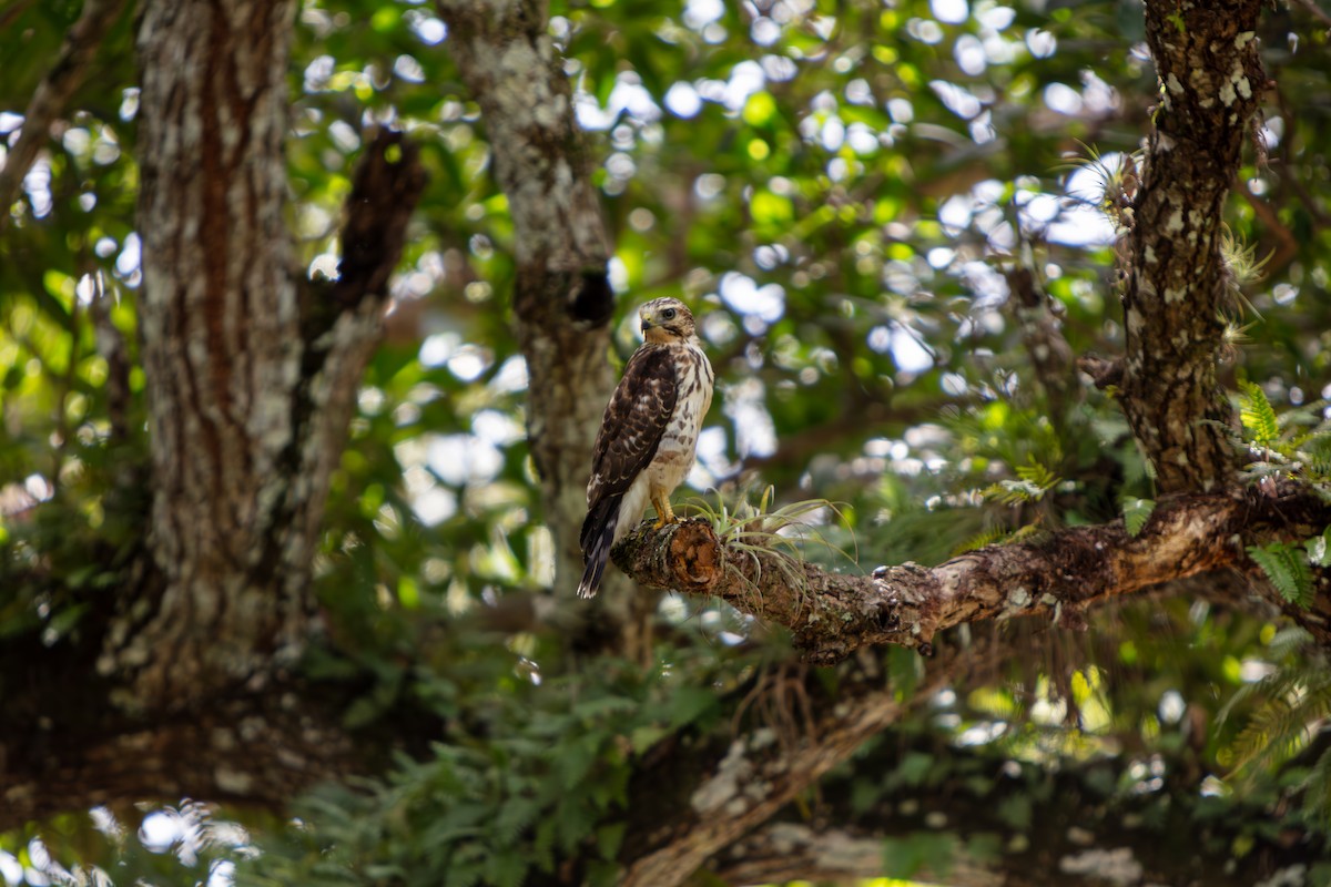 Broad-winged Hawk - ML644294724
