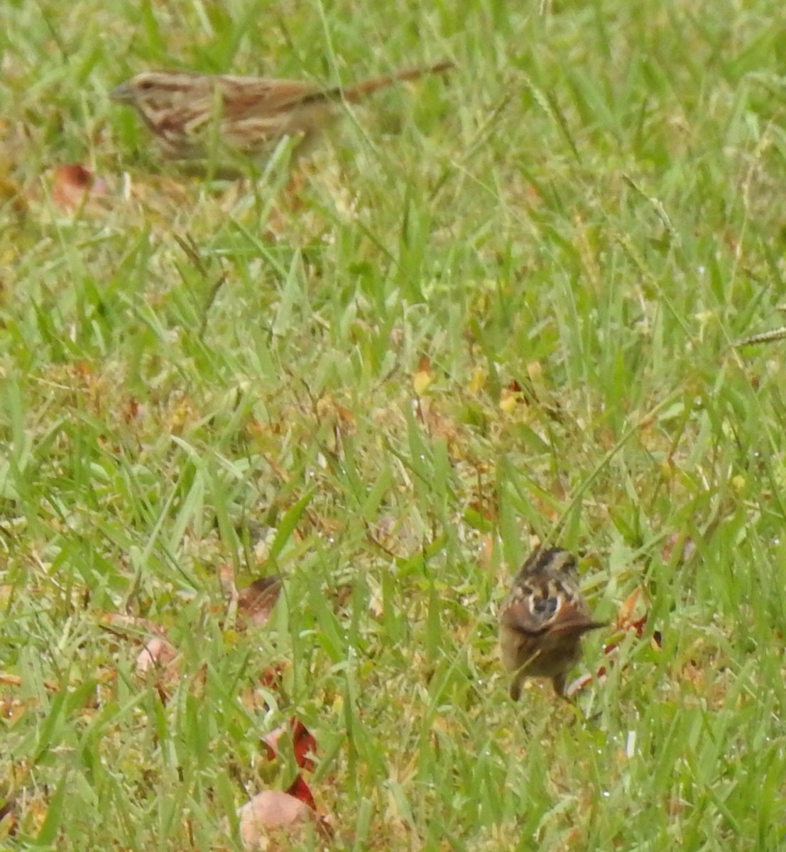 Song Sparrow - ML644294726