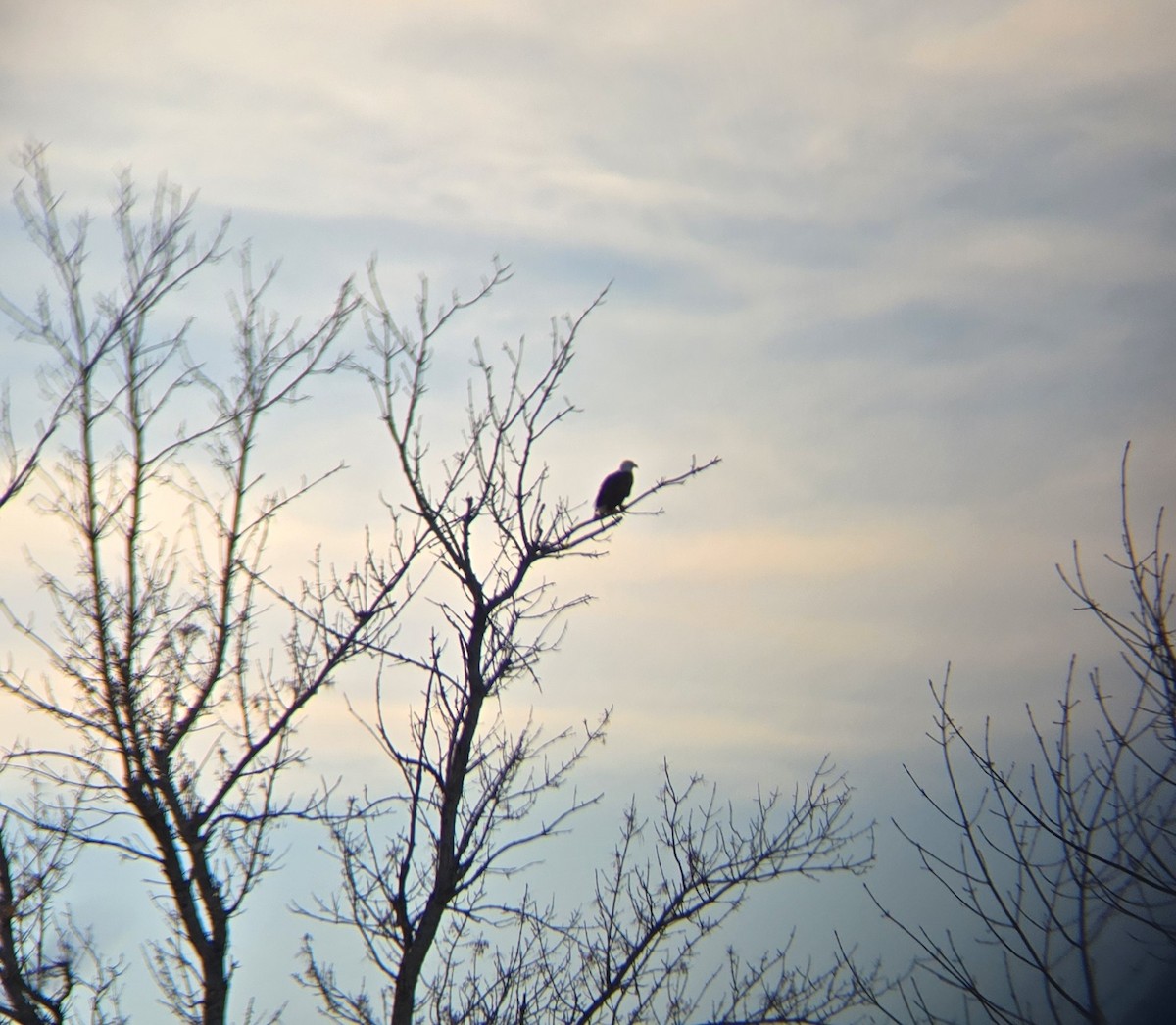 Bald Eagle - ML644294727