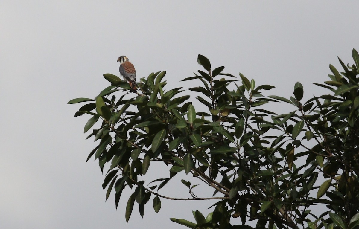American Kestrel - ML644294728