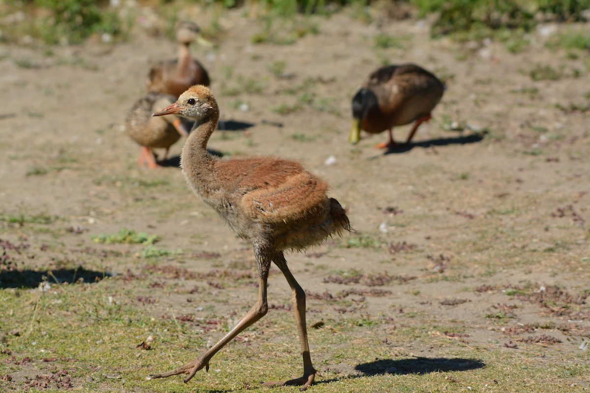 Sandhill Crane - ML644294729