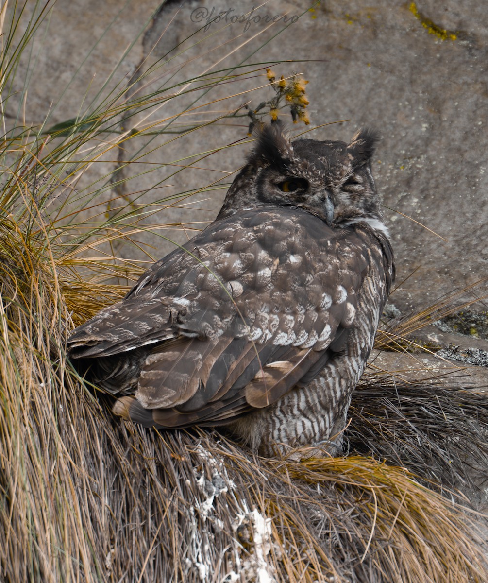 Great Horned Owl - ML644294730