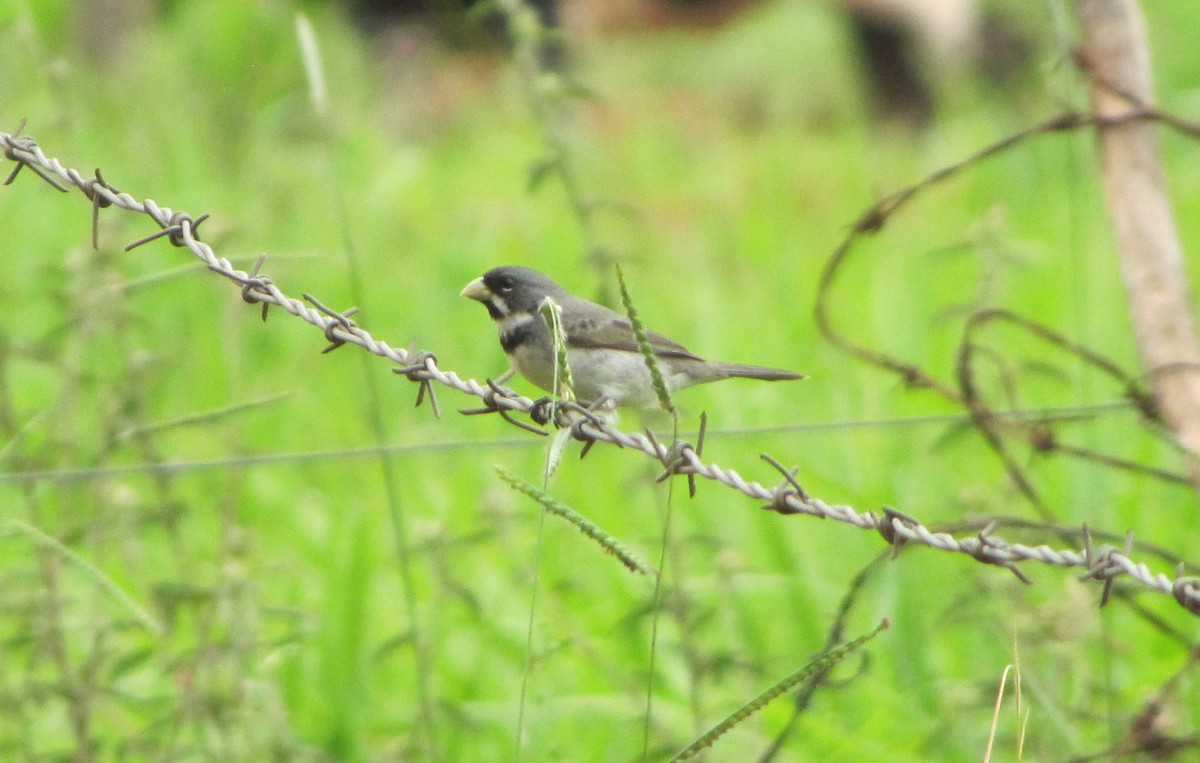 Double-collared Seedeater - ML644294732