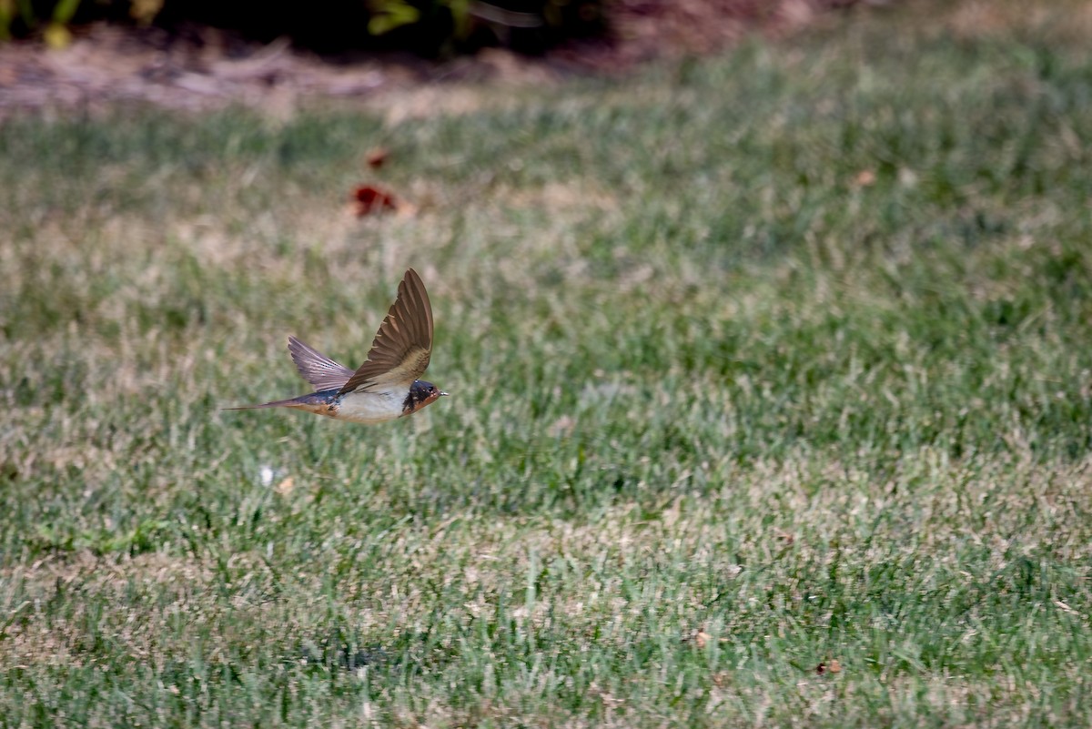 Barn Swallow - ML644294733