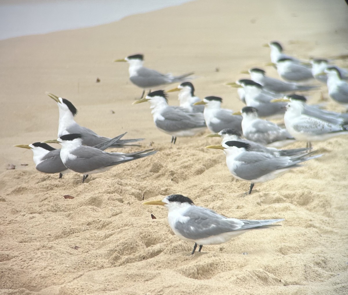 Great Crested Tern - ML644294736