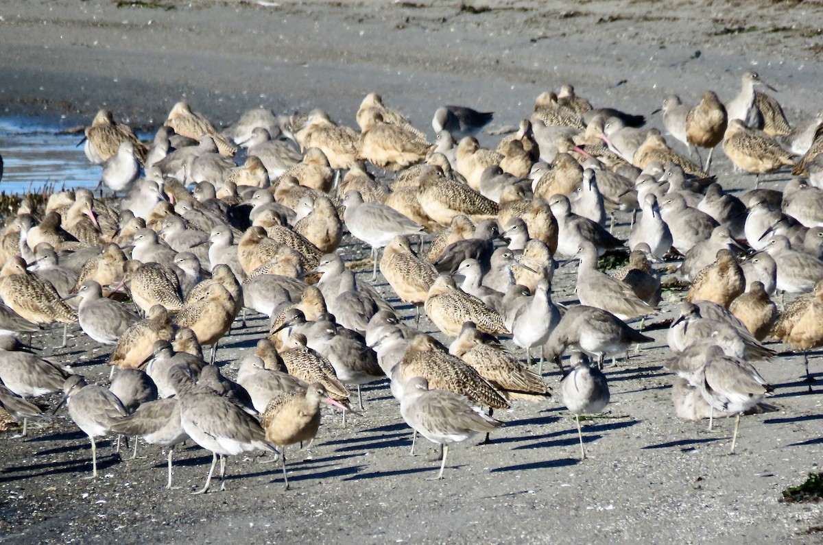 Marbled Godwit - ML644294737