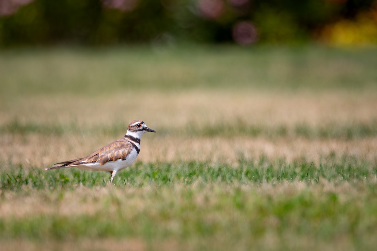 Killdeer - ML644294738