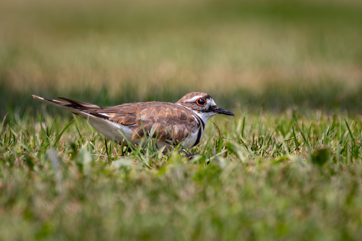 Killdeer - ML644294739