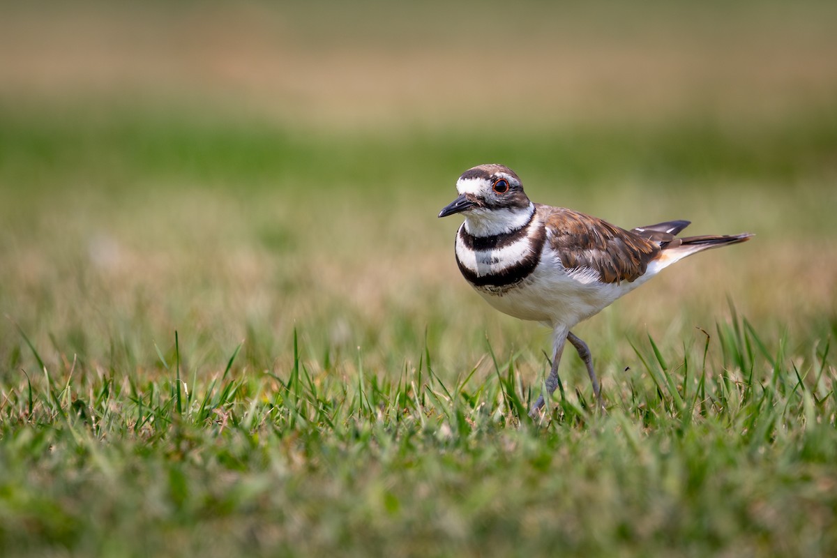 Killdeer - ML644294740