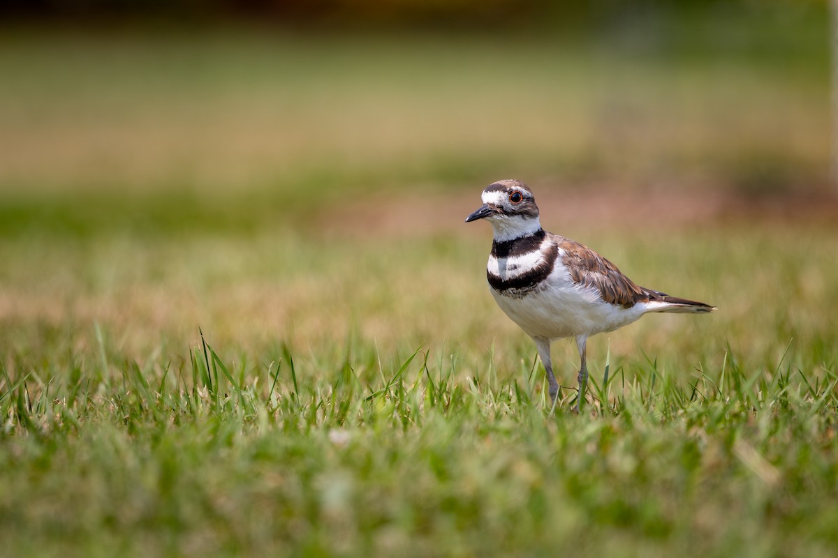 Killdeer - ML644294741