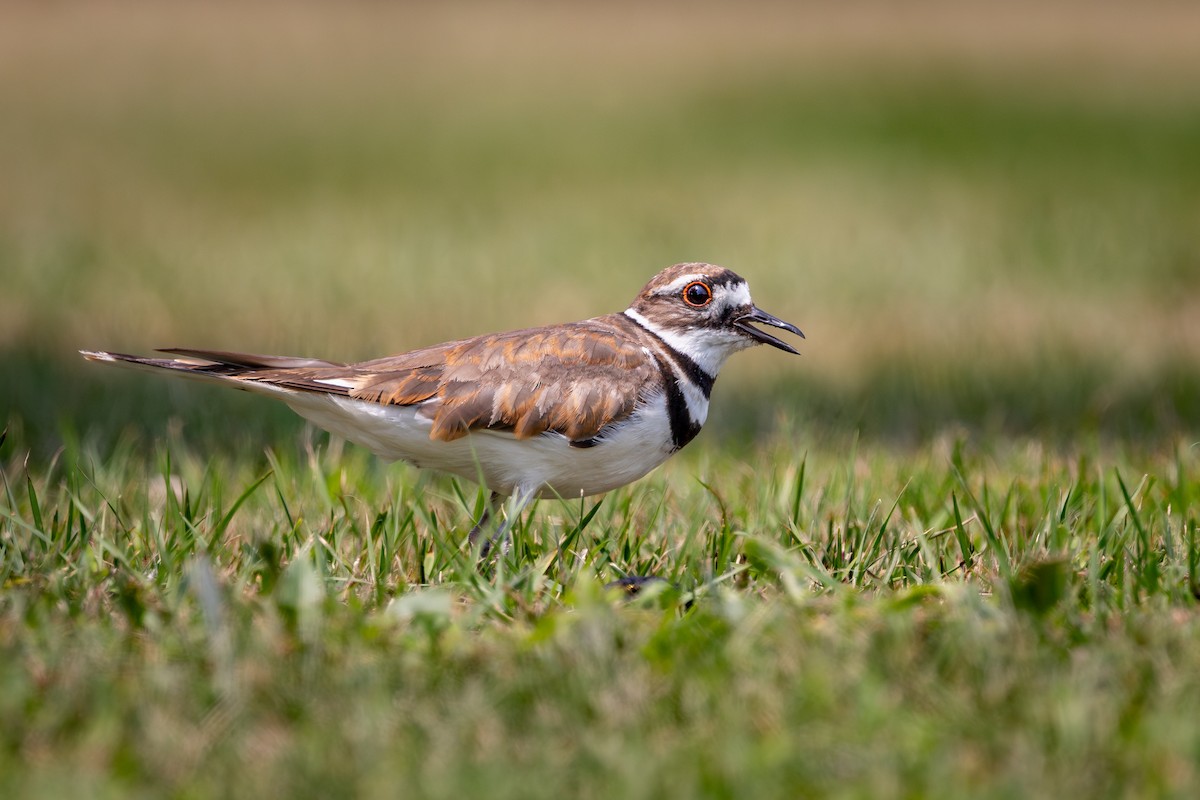 Killdeer - ML644294742