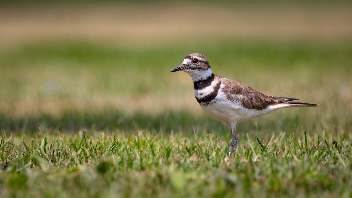 Killdeer - ML644294743