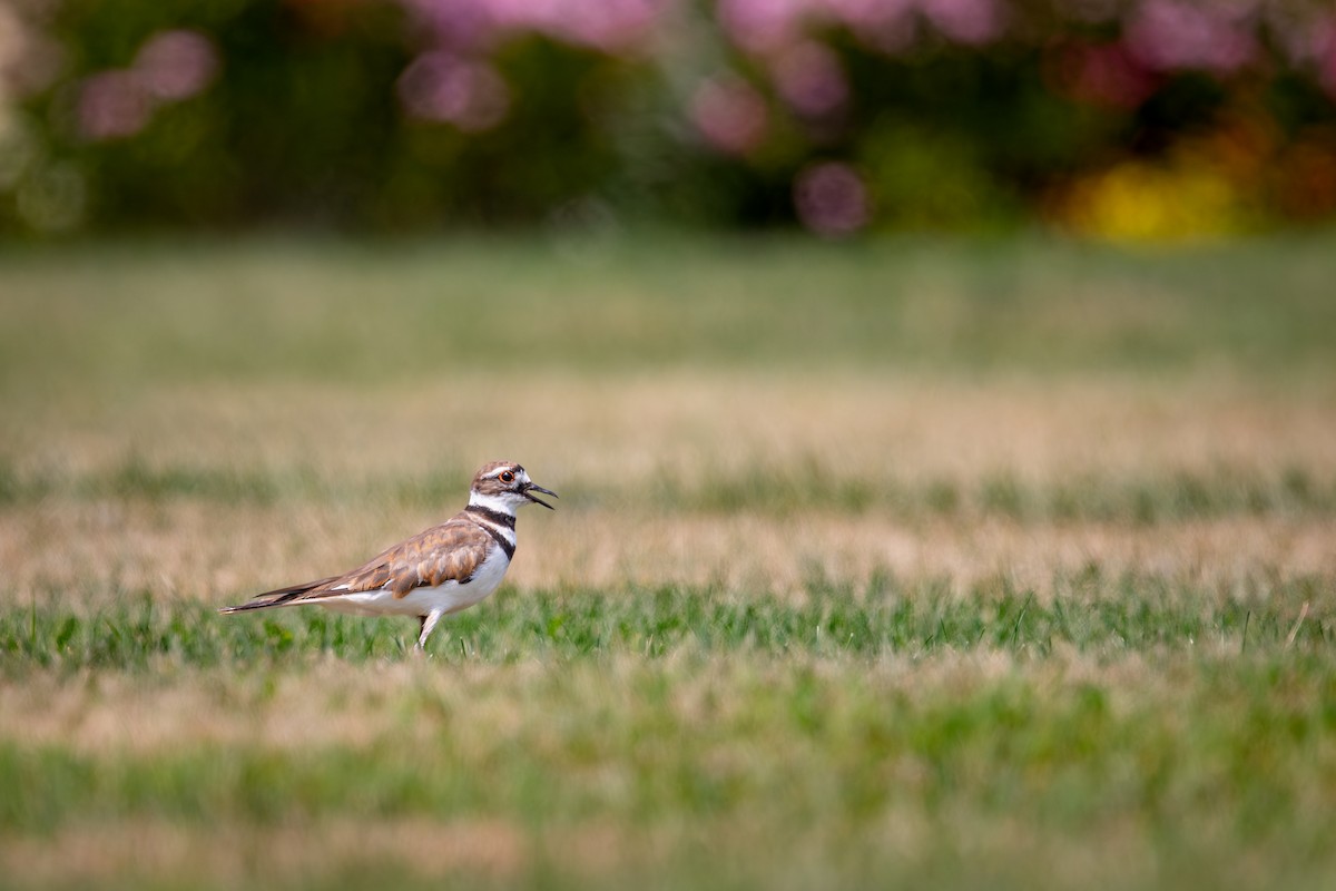 Killdeer - ML644294744