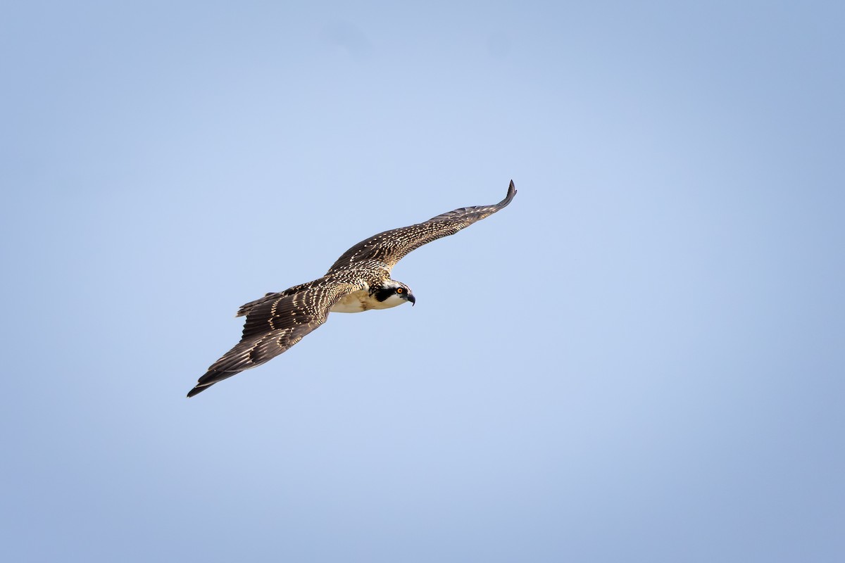 Osprey - ML644294745