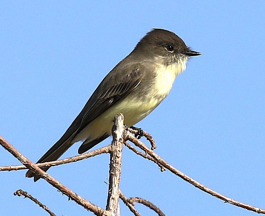 Eastern Phoebe - ML644294746