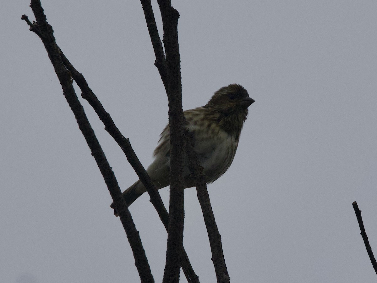 Purple Finch - ML644294748