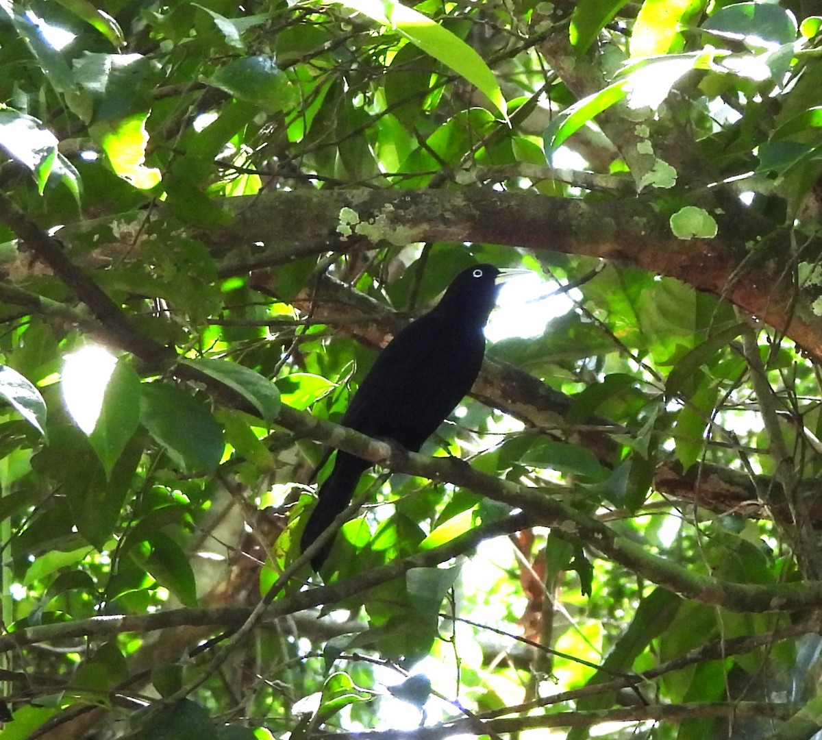 Scarlet-rumped Cacique - ML644294749