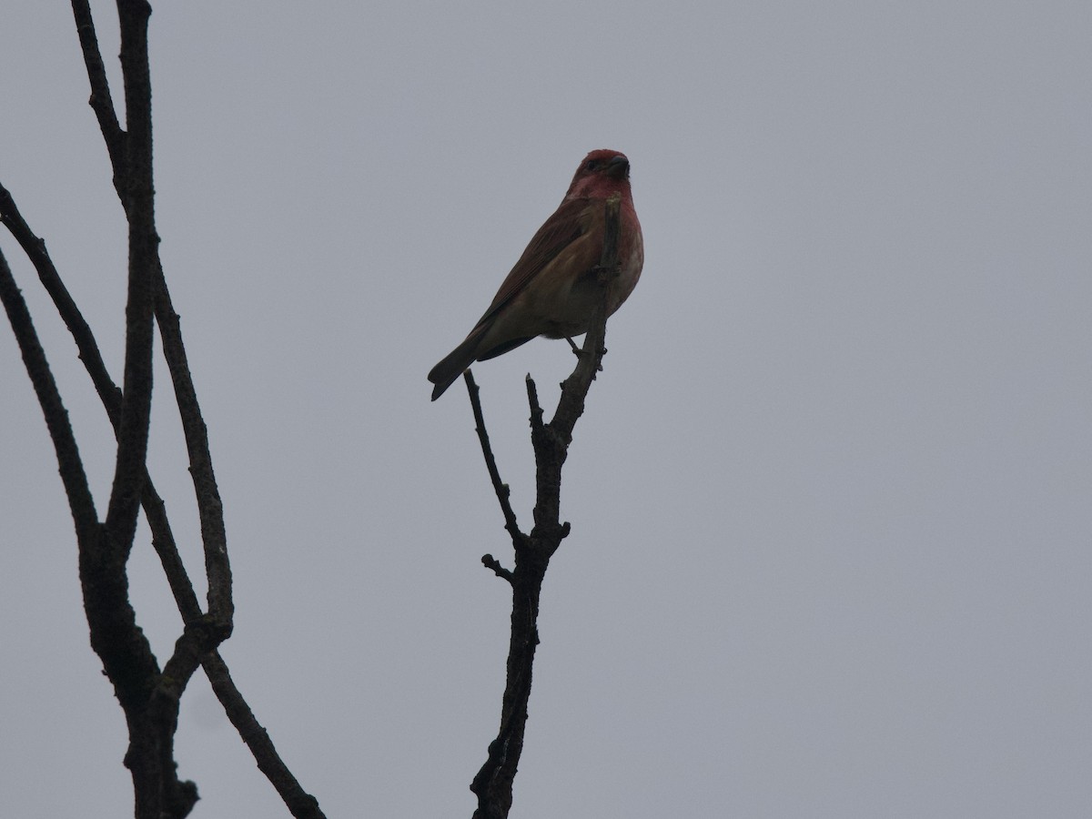 Purple Finch - ML644294750