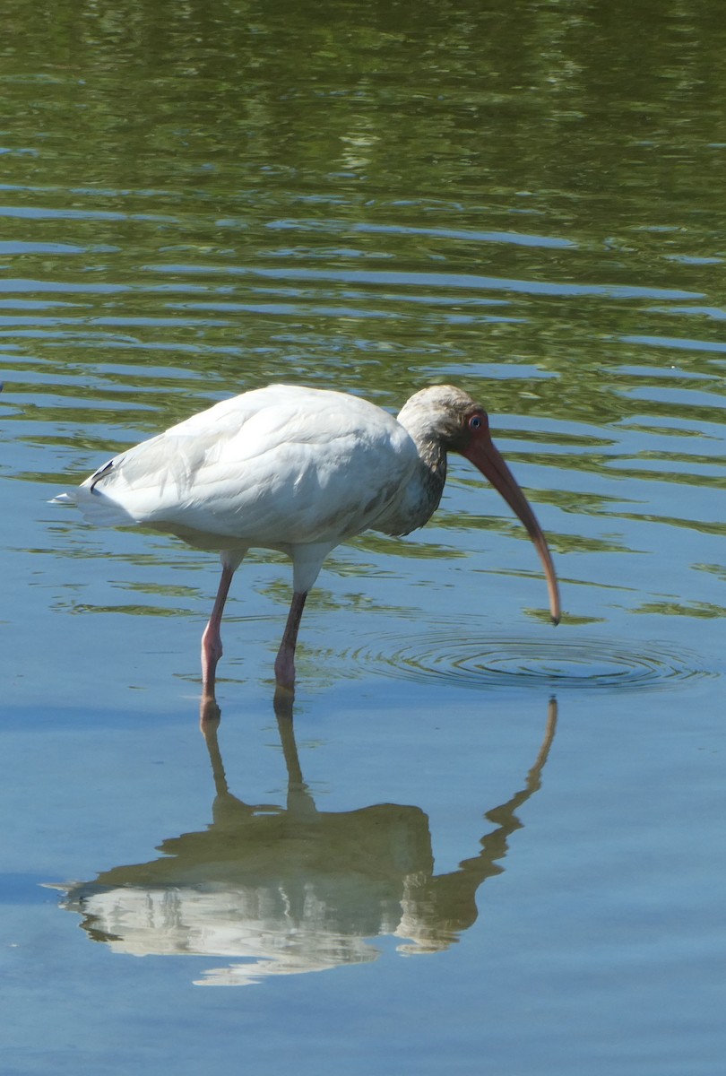 White Ibis - ML644294752