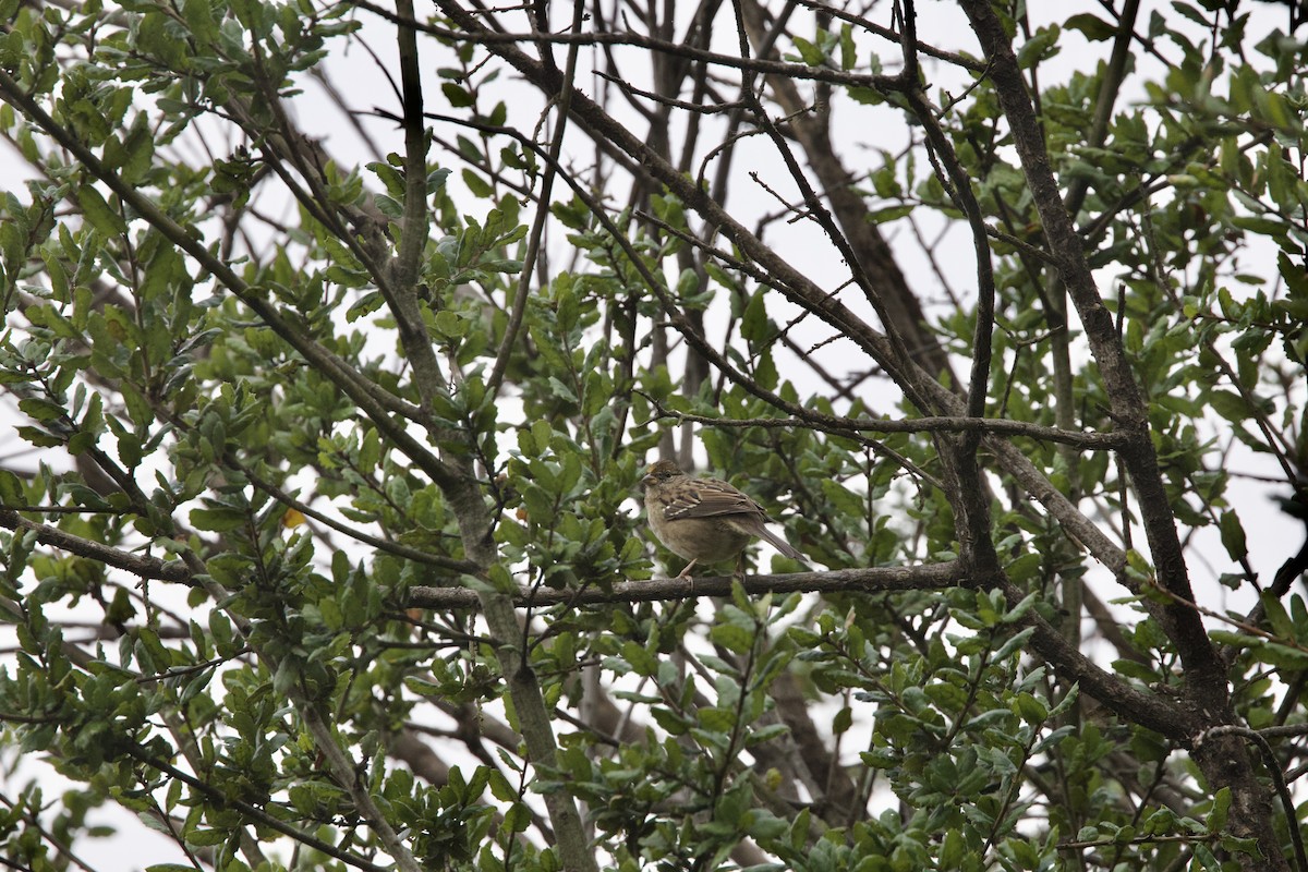 Golden-crowned Sparrow - ML644294753