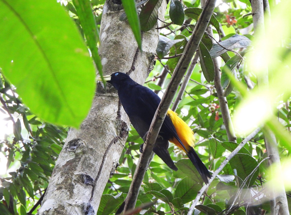 Yellow-rumped Cacique - ML644294755
