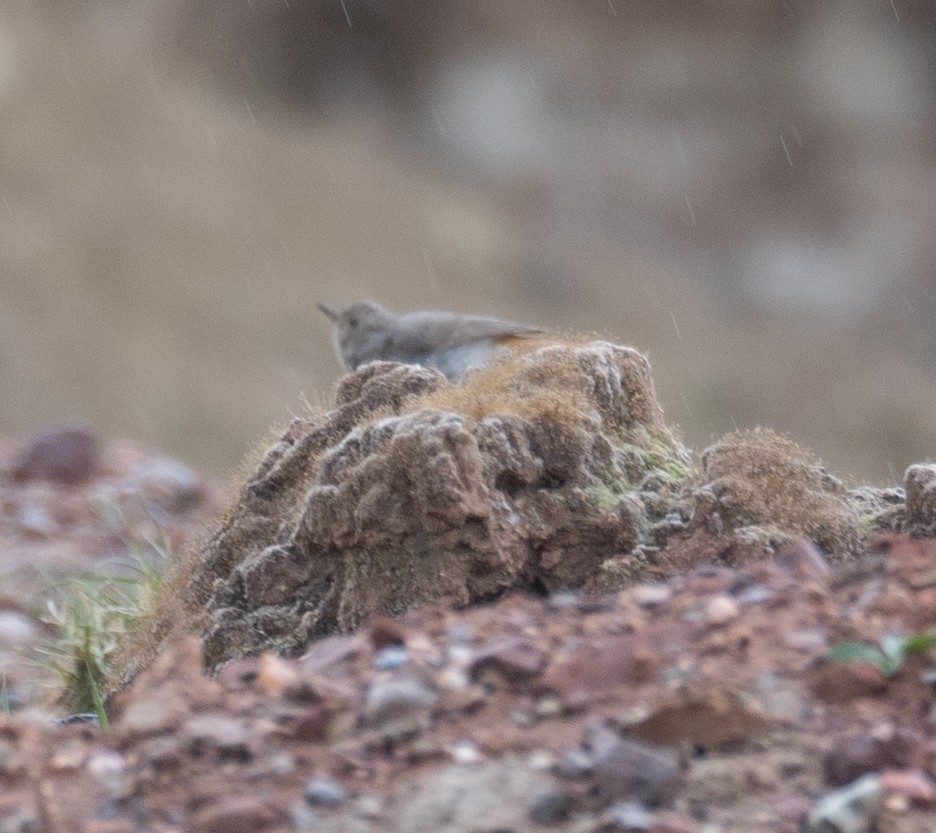 Black Redstart - ML644294756