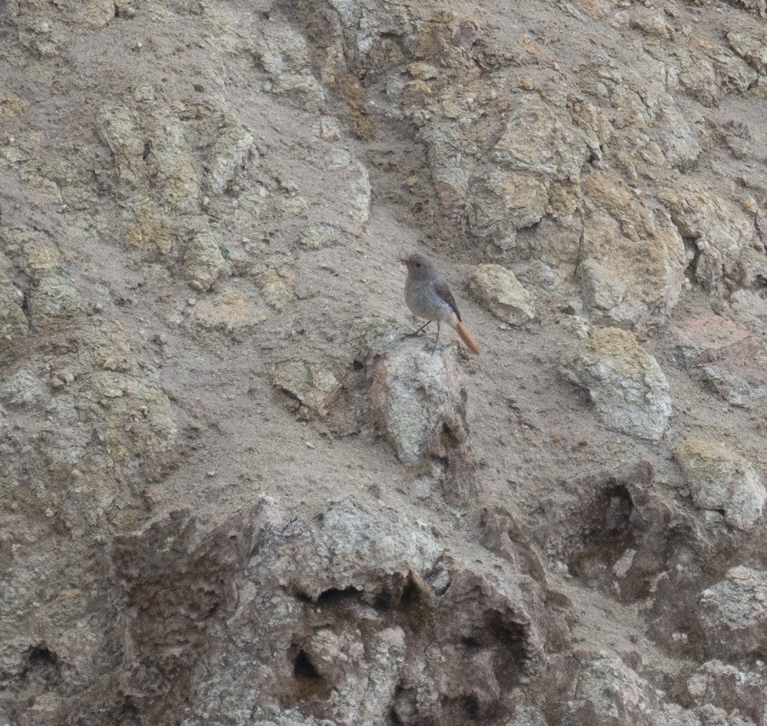 Black Redstart - ML644294757