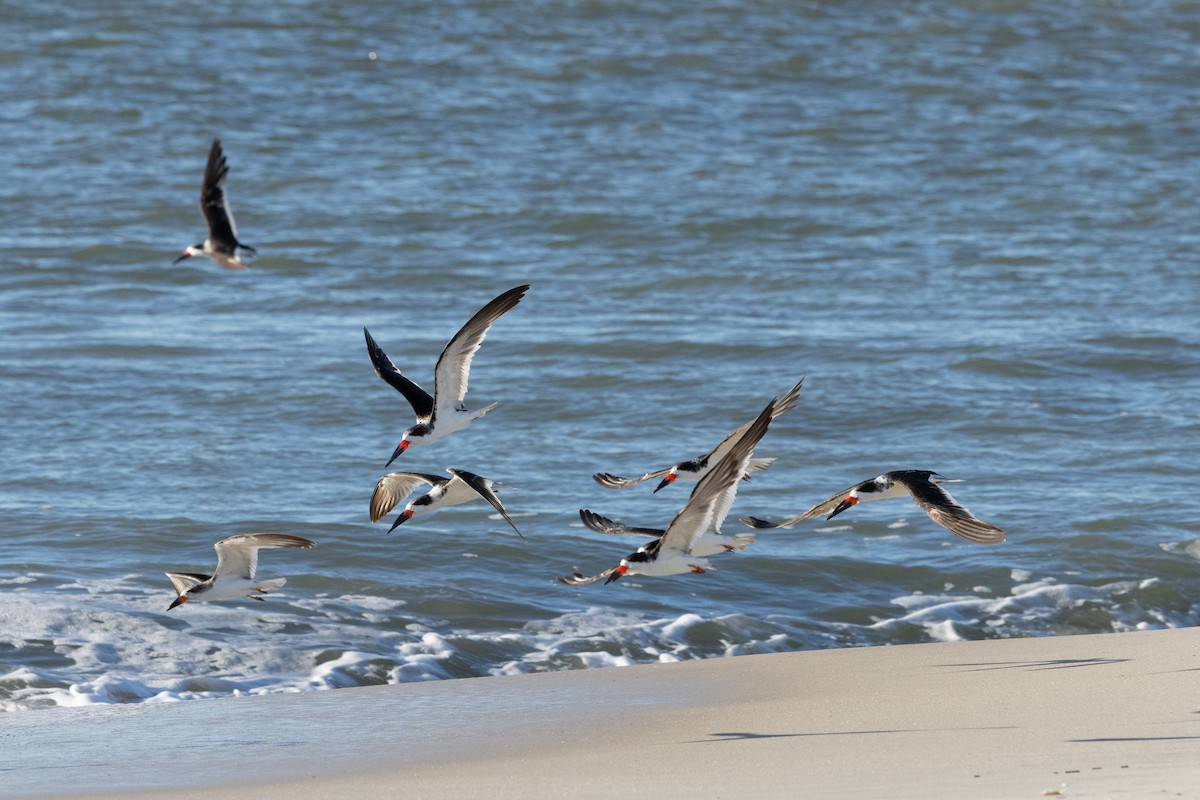 Black Skimmer - ML644294764