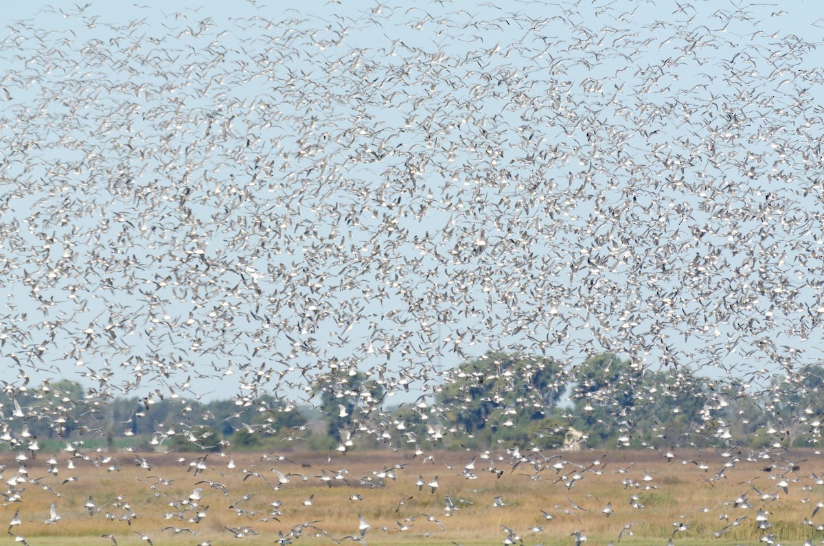 Franklin's Gull - ML644294773