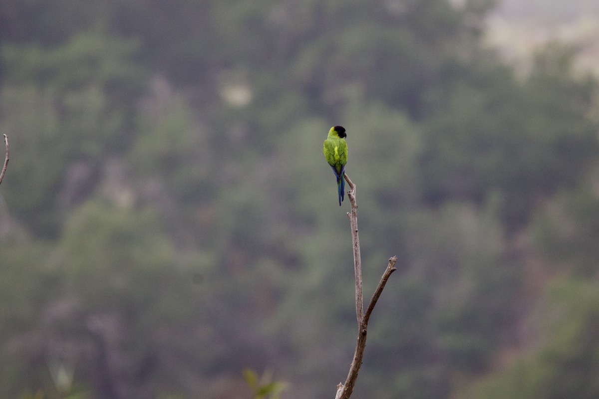 Nanday Parakeet - ML644294778