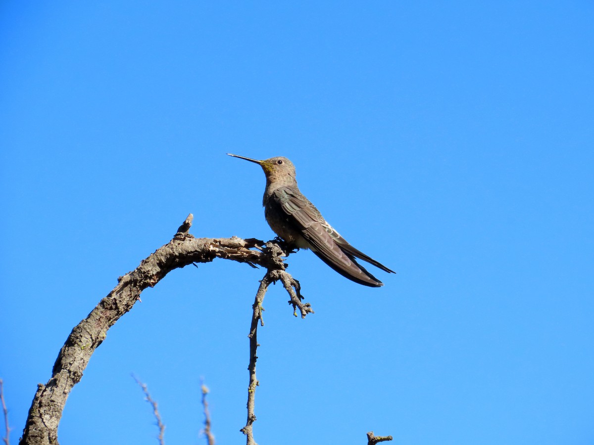 Giant Hummingbird - ML644294779