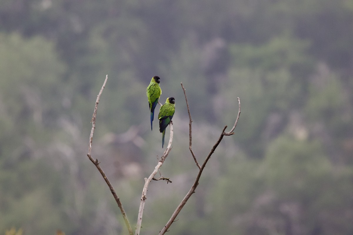Nanday Parakeet - ML644294782