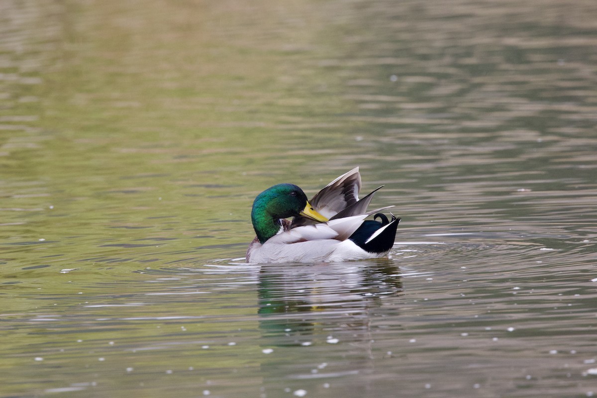 Зэрлэг нугас - ML644294790