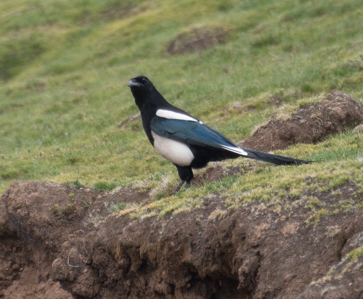 Black-rumped Magpie - ML644294791