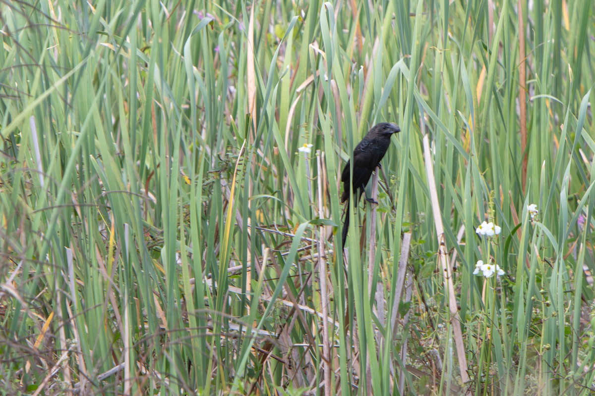 Ani à bec lisse - ML644294793