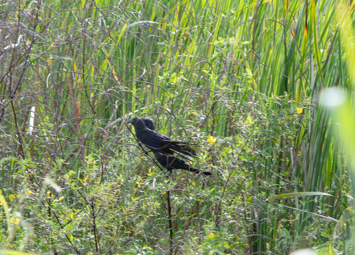 Ani à bec lisse - ML644294794