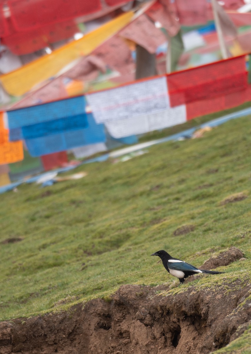 Black-rumped Magpie - ML644294795